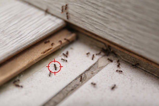 Best Wasp Removal Services  in Redington Shores, FL