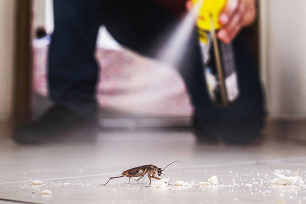 Best Pest Control Near Me  in Redington Shores, FL